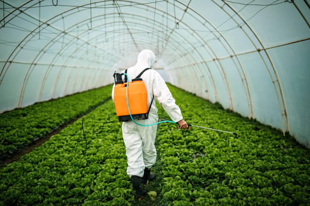 Best Affordable Pest Control Services  in Sa De Oro Mount Helix, CA