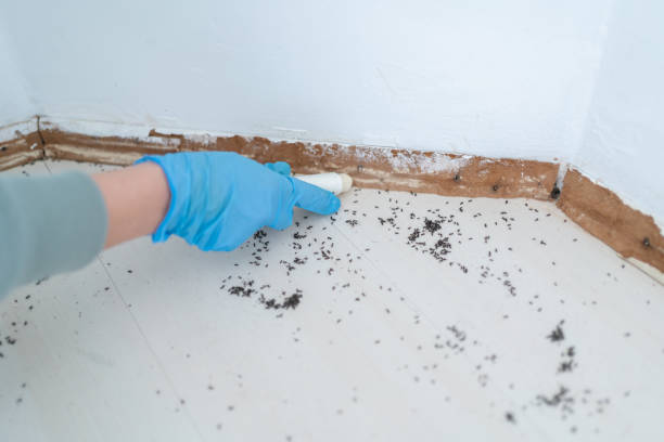 Best Pest Prevention Services  in Sa De Oro Mount Helix, CA